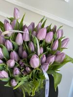 Тюльпаны классика - лавандовый цвет ЗАКОНЧИЛСЯ