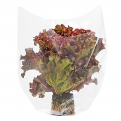 Салат Орбитал 10шт ВитаГрин ЭКСТРА