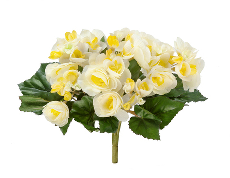 Бегония куст лимонно-жёлтый