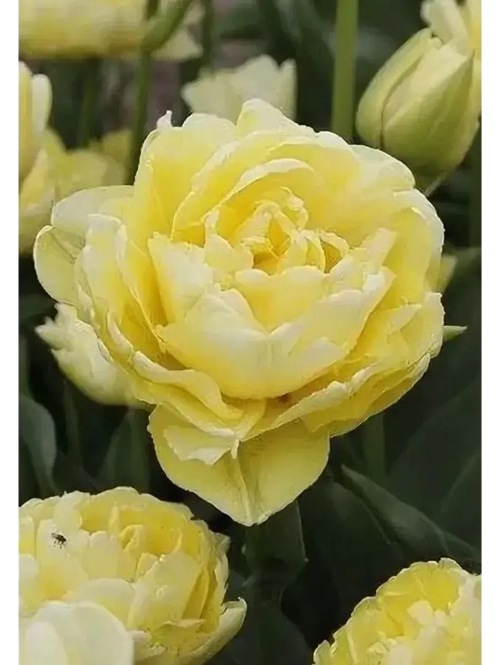 Тюльпаны Avant Garde 4 шт, набор луковиц