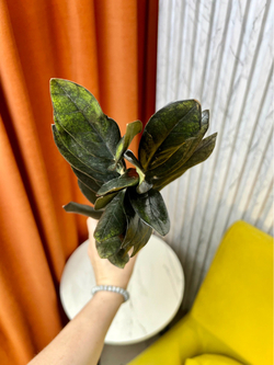 Замиокулькас Равен, D9см Н35см, 1шт, Urban Jungle (2962)