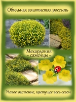 Мекардония ампельная почвопокровная
