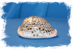 Ципрея Пантерина (Cypraea pantherina)