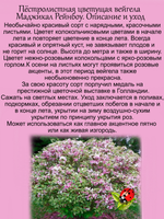 Вейгела Мэджикал Рейнбоу