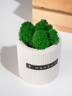 Кашпо с натуральным стабилизированное мхом