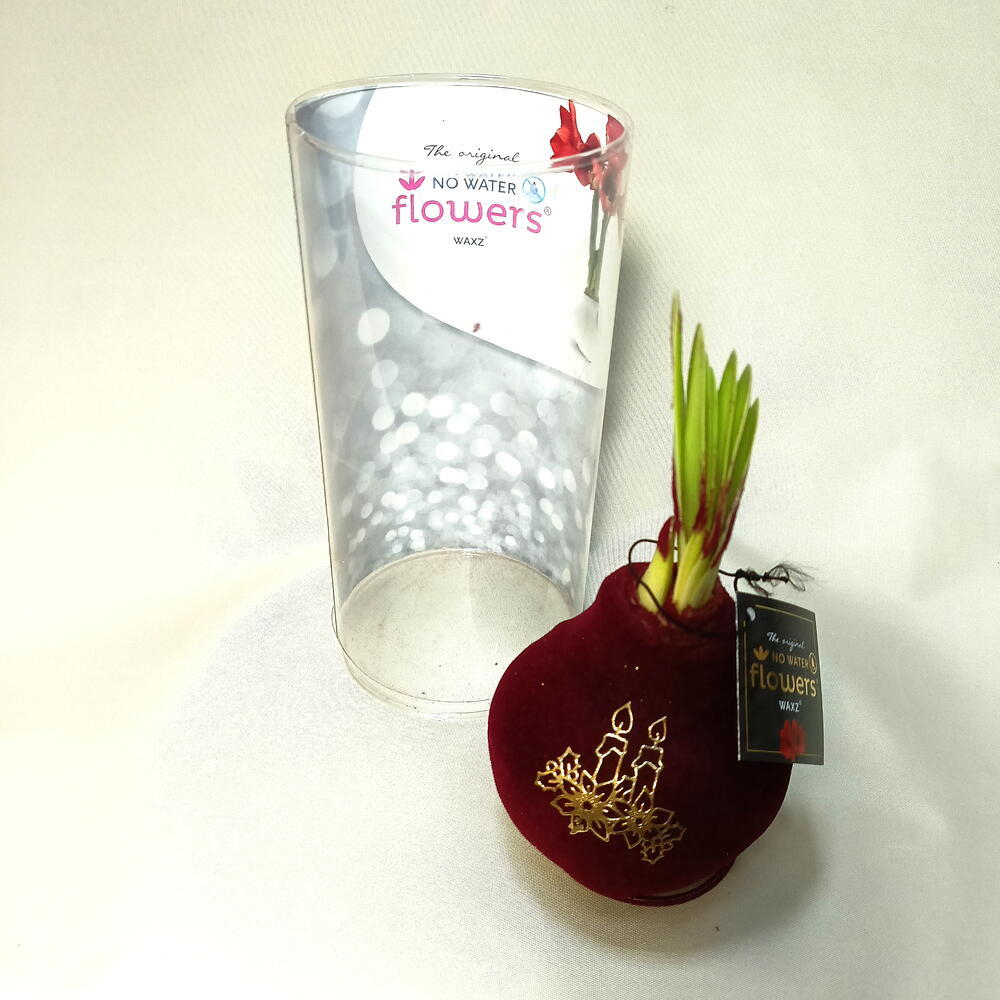 Новогодняя Луковица амариллиса в бархатном воске