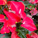 Антуриум Андре FELICITA