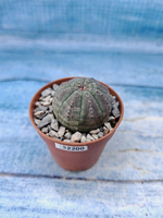 Euphorbia Obesa (Эуфорбия)