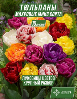 Луковичные цветы тюльпан крупные махровые, 10шт