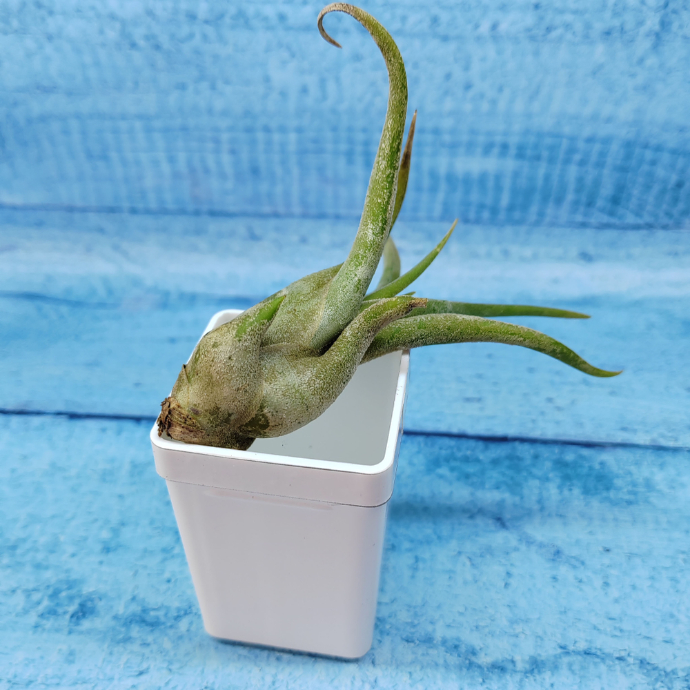 Tillandsia Caput Medusae (Тилландсия Голова Медузы)