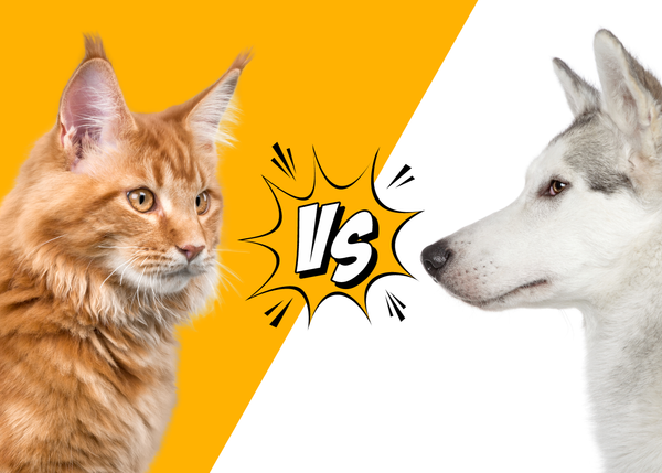 Большие дебаты: кошки против собак 😼🐶