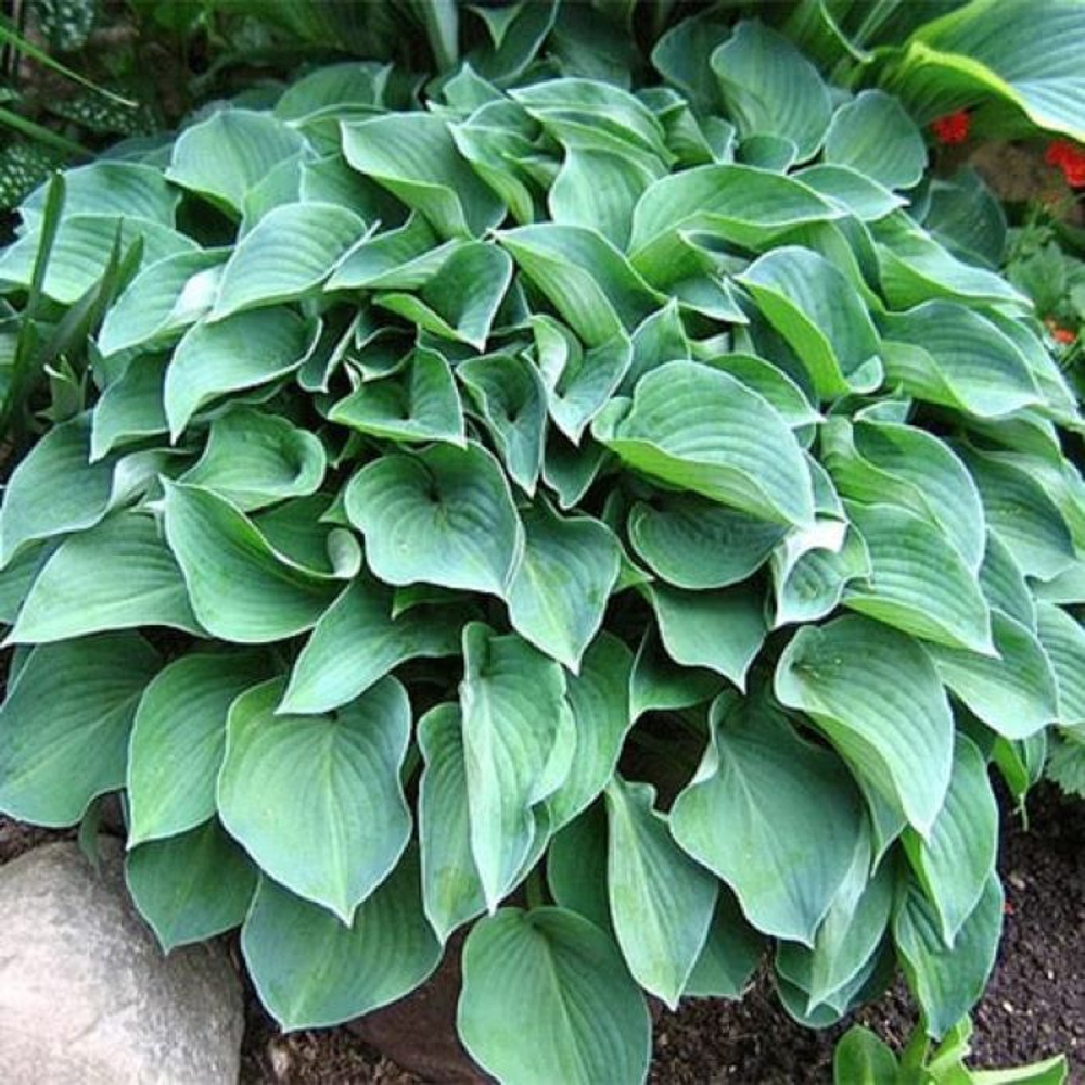 Хоста гибридная Пасифик Блю Эдж С2