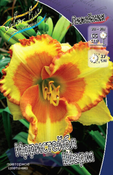 Лилейник Ирресистэбл Шарм