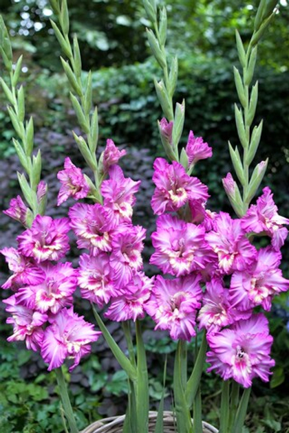 Гладиолус Танго