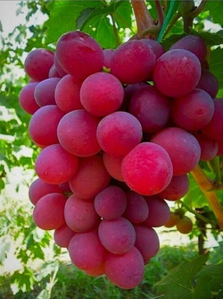 Виноград Нина 1шт
