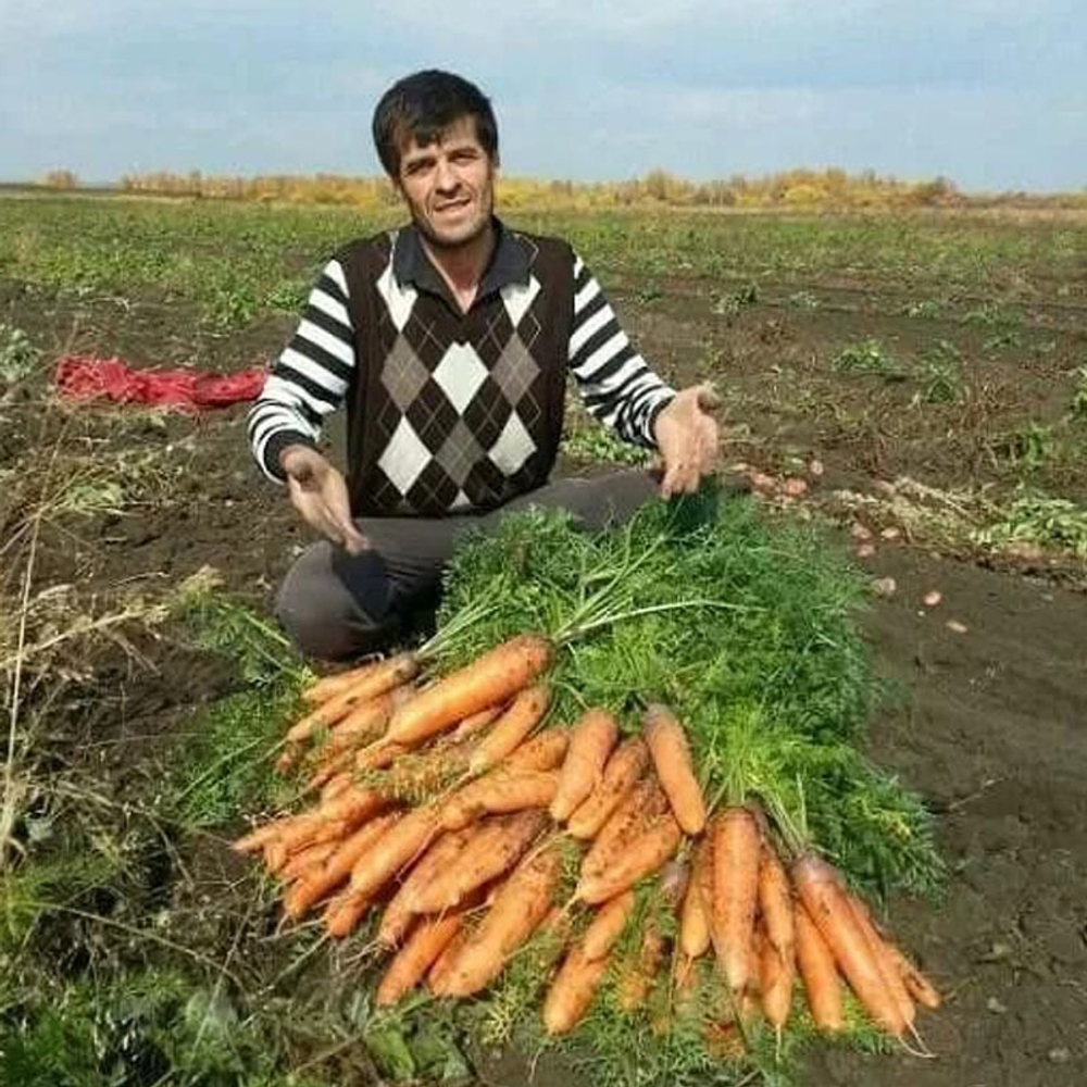 Абако F1 семена моркови курода/шантане (Seminis / Семинис)