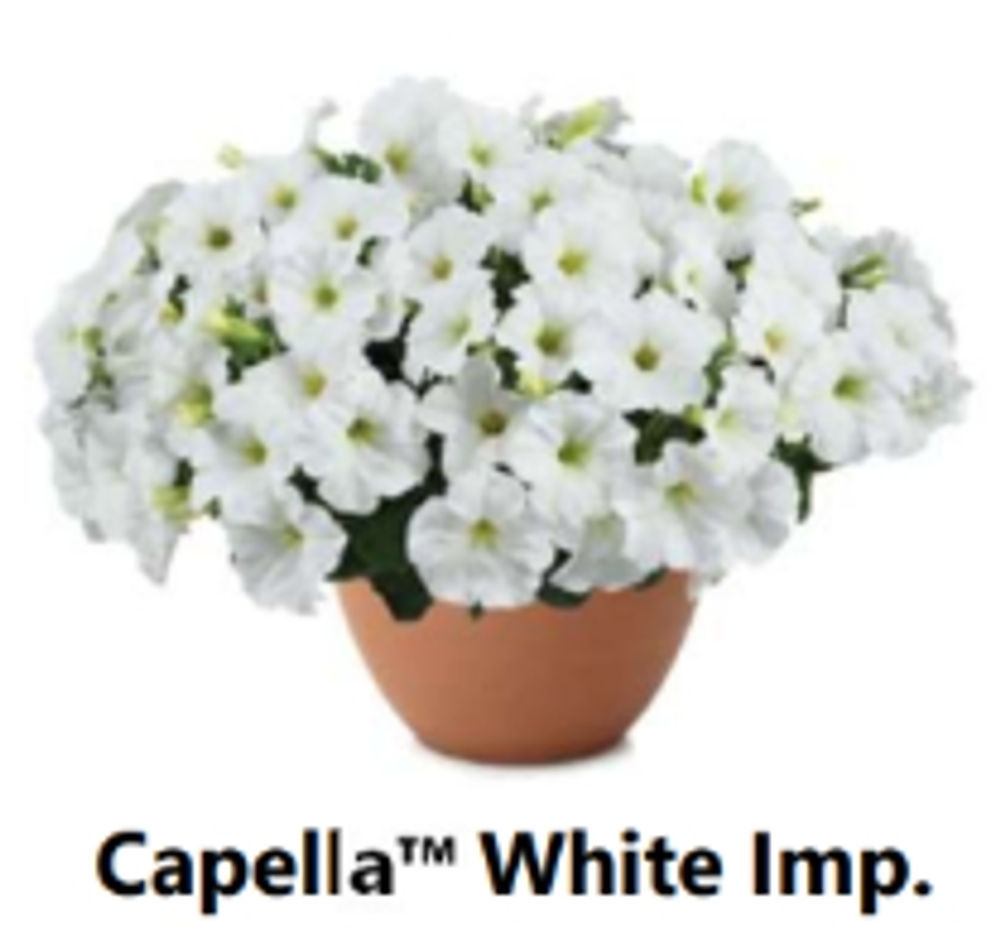 ЕВРО Петуния CAPELLA White Imp. ЕВРО укорененный черенок СЕРЕДИНА НОЯБРЯ поставка 1