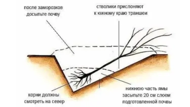 Как проверить саженцы в прикопе после зимы: признаки жизни и реанимация