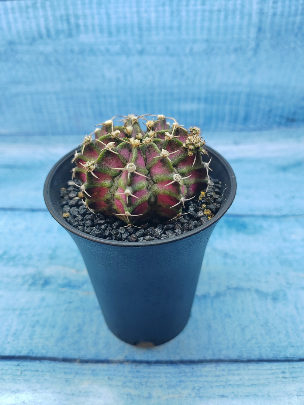 Gymnocalycium T-Rex Pink hybride (Гимнокалициум T-rex)