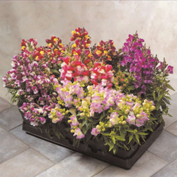 Львиный зев Флорал Шауэрс Биколор Микс (1000шт) Витагрин Профи