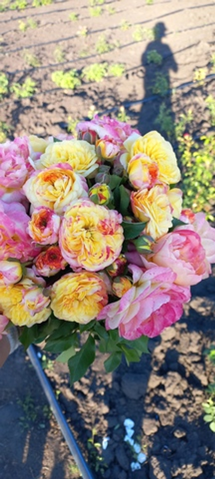 Лампион (Lampion)