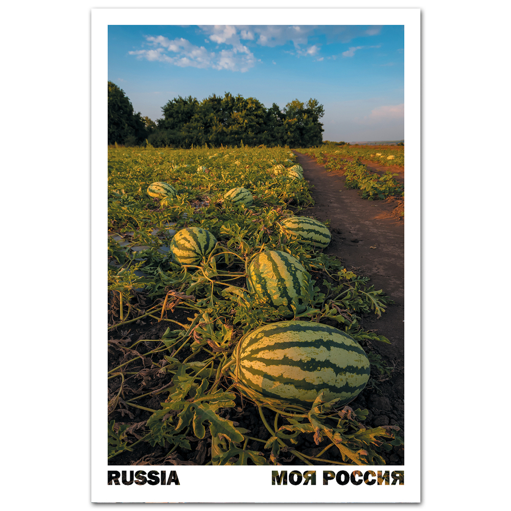 Корочанские арбузы Шляховых. Белгородская область