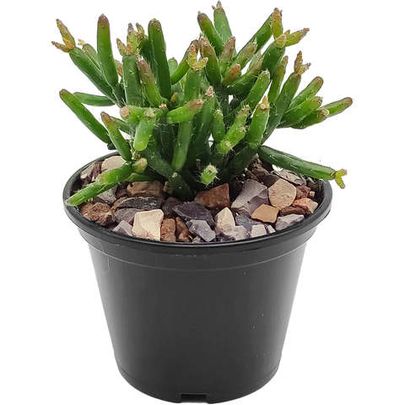 Купить суккуленты 🌵 - большой выбор живых растений для вашего дома и офиса
