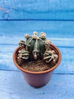 Astrophytum Myriostigma "Hakujo Fukuryu" (Астрофитум)