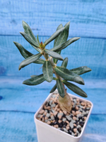 Pachypodium Succulentum (Пахиподиум)