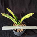 Сансевиерия BLACK ROSE INDO VAR