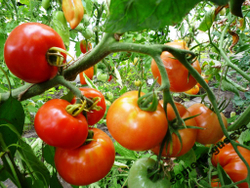 Легендарные Помидоры Rutgers