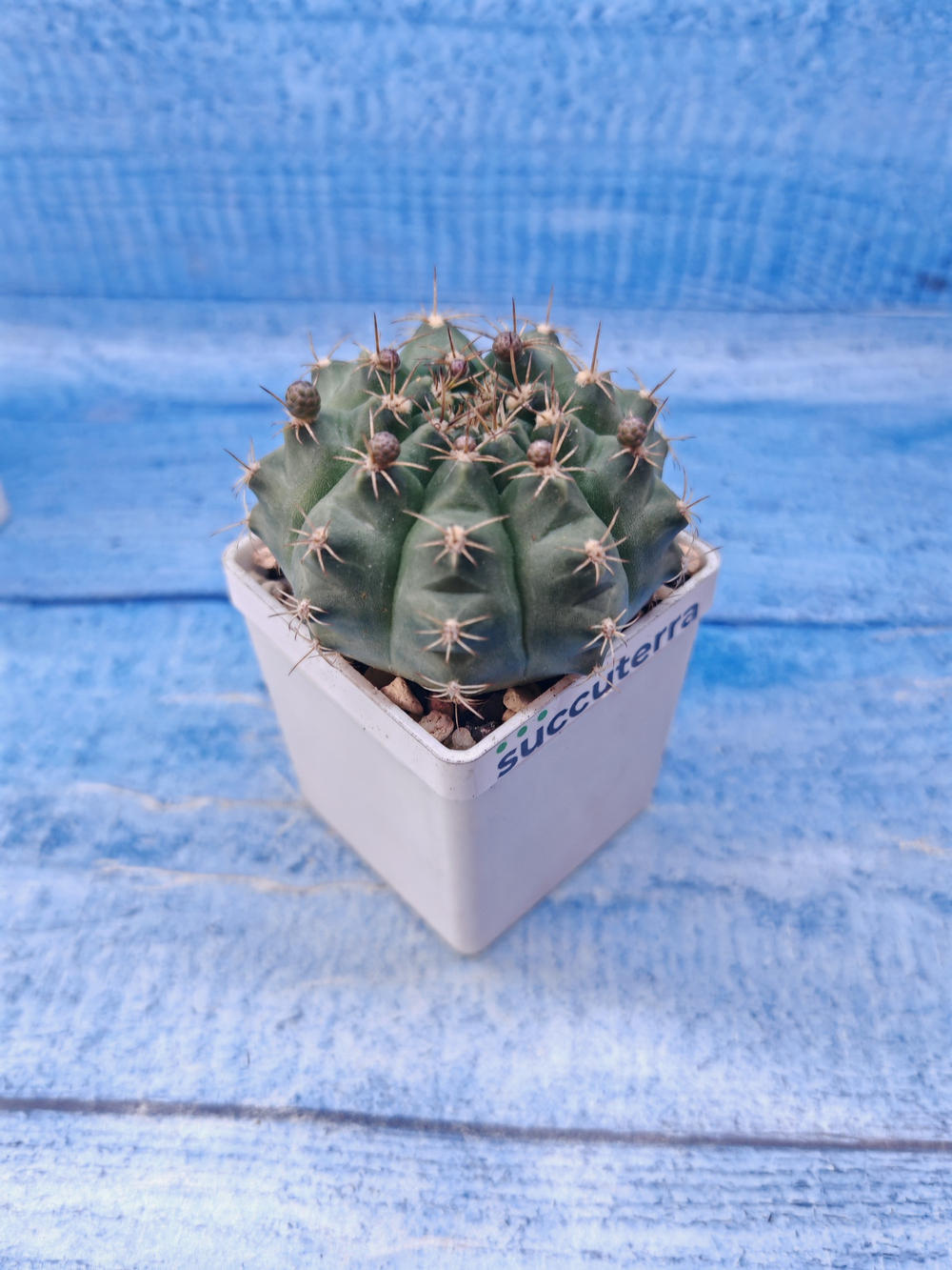 Gymnocalycium damsii (Гимнокалициум)