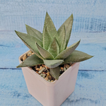 Haworthia Savanna (Хавортия)