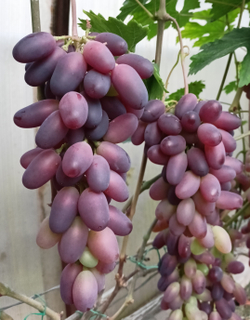 Виноград Аметист Новочеркасский
