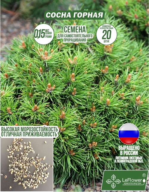 Семена, Сосны Горной, 0,15 грамм