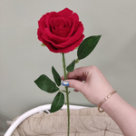 Красная бархатная роза