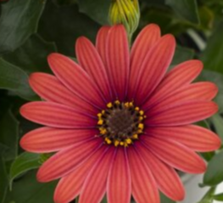 Остеоспермум Flower Power Red ЕВРО ОКС укорененный черенок