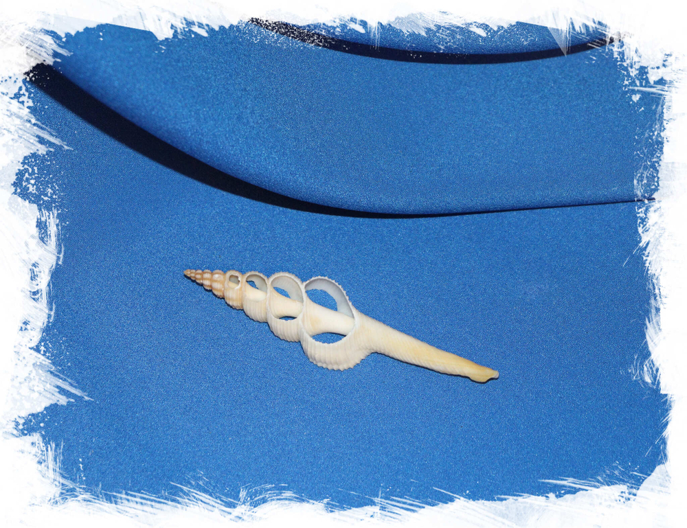 Срез морской ракушки Фусинус для декора