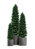 Искусственная Туя Смарагд 120-180 см в кашпо TREEZ Effectory - серия Beton