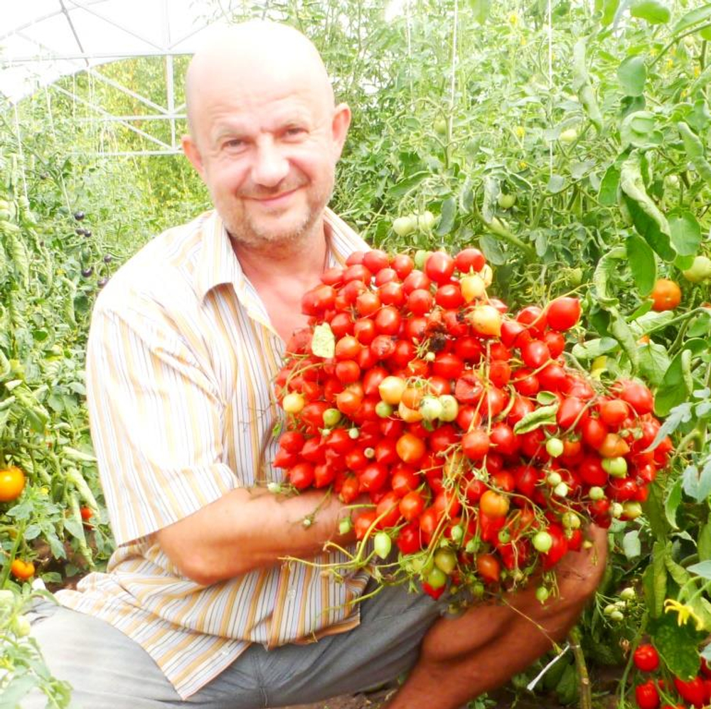 Помидоры Geranium Kiss