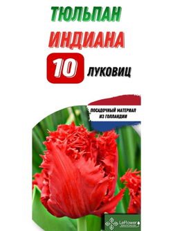 тюльпан Индиана 10луковиц,Голландия