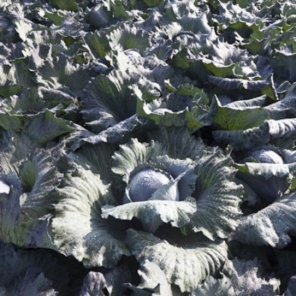 Рексома F1 семена капусты краснокочанной (Rijk Zwaan / Райк Цваан)