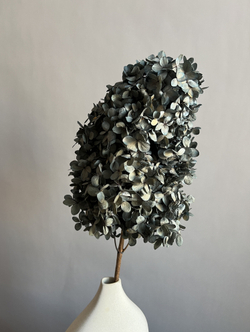 Гортензия стабилизированная черная крупнолистная