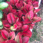 Аглаонема AYUNINDI / HHHR MUT