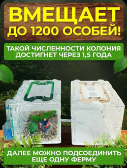Муравьиная ферма «Кубик Древесный» с муравьями в подарок