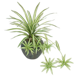 Хлорофитум 40-70 см