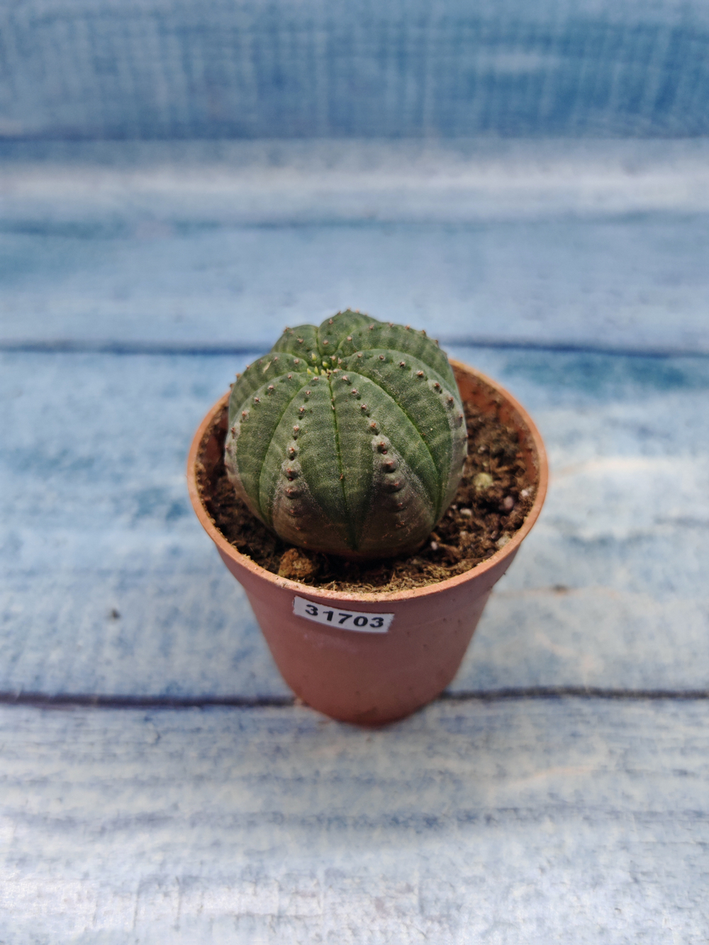 Euphoria Obesa (Эуфорбия)