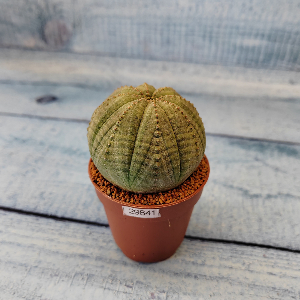Euphoria Obesa (Эуфорбия)