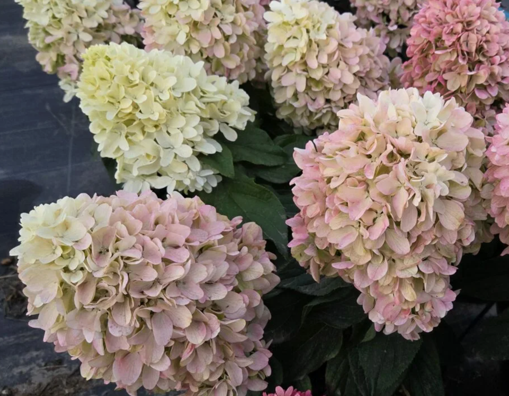 Гортензия метельчатая Little Fresco в контейнере 0,5л