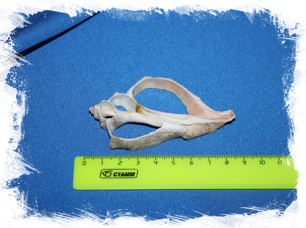 Срез ракушки для рукоделия